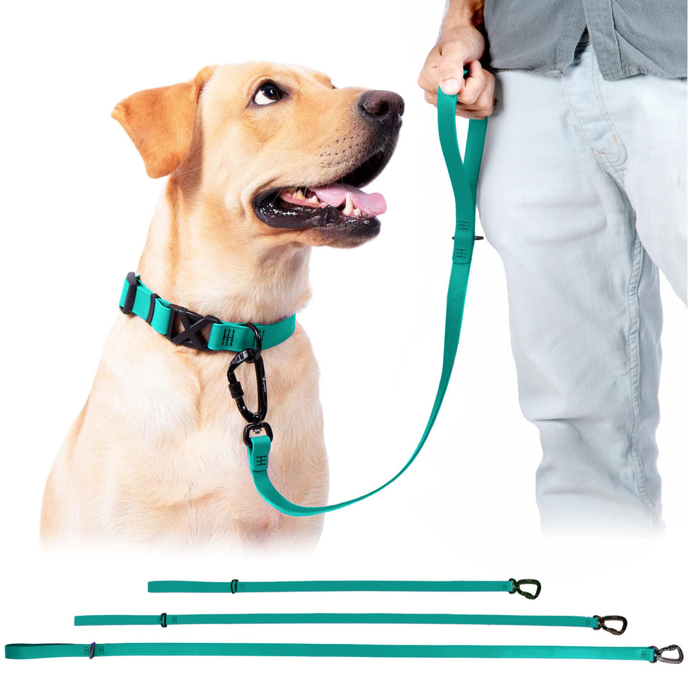 DogTraxs Biothane leash 5ft hand-walk demonstrates comfortable control during casual strolls.