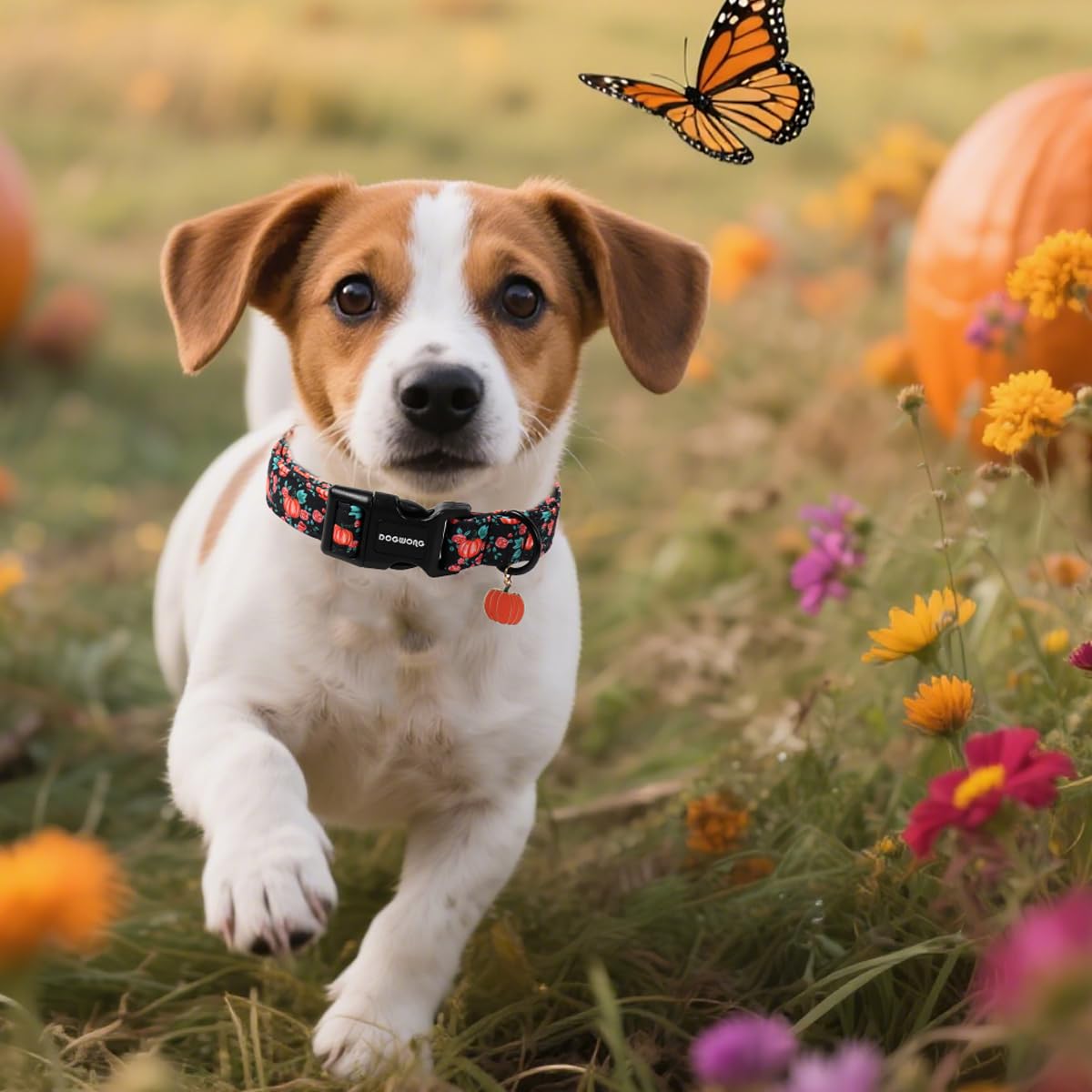 DogWONG breakaway buckle feature on pumpkin collar for safety during play.