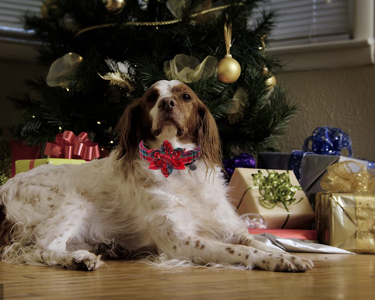 DOGWONG Christmas collar care image shows how to rinse and maintain durability