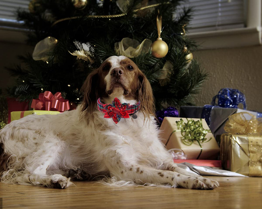 DOGWONG Christmas collar care image shows how to rinse and maintain durability