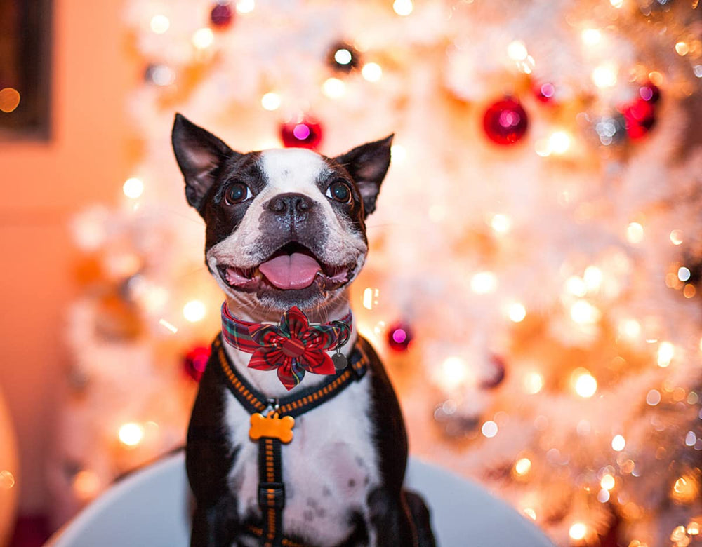 DOGWONG Christmas collar size guide image helps you pick the perfect fit