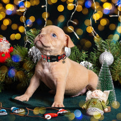 DOGWONG Christmas plaid collar on small dog showcases festive look and comfortable fit
