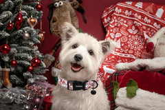 DOGWONG D-ring collar with plastic buckle for leash attachment.