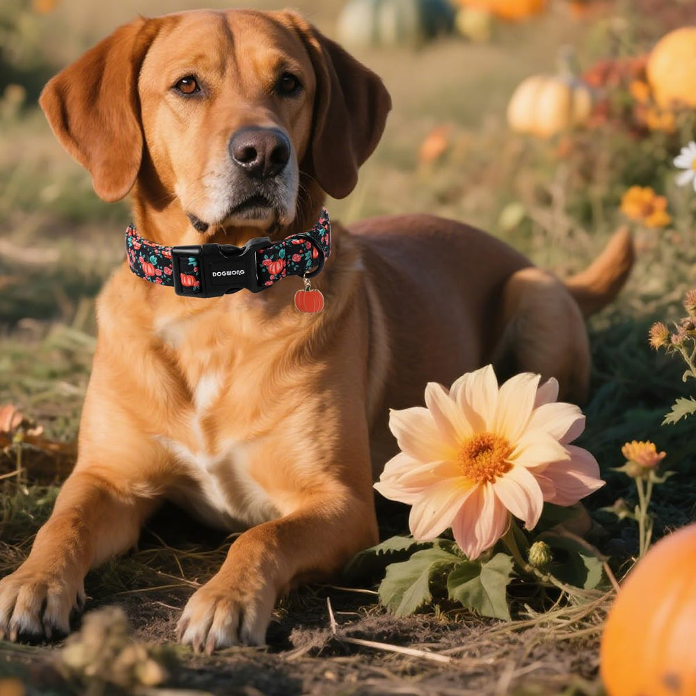 DogWONG durable stitching detail on pumpkin floral collar promises long-lasting wear.