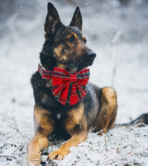 DOGWONG removable bow close-up shows versatile holiday styling for daily wear.
