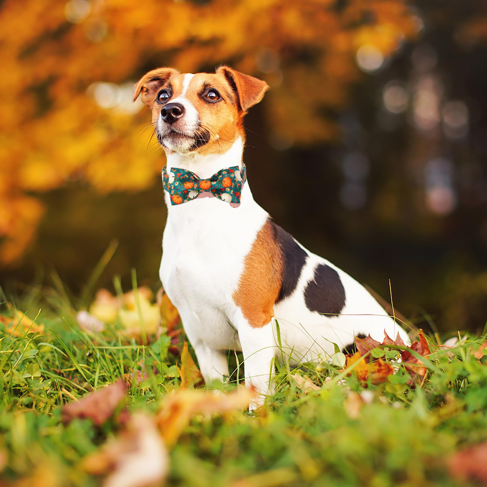 DOGWONG size chart fit guide helps choose the right collar for comfort