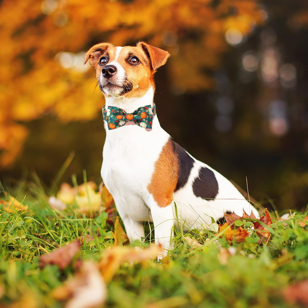 DOGWONG size chart fit guide helps choose the right collar for comfort