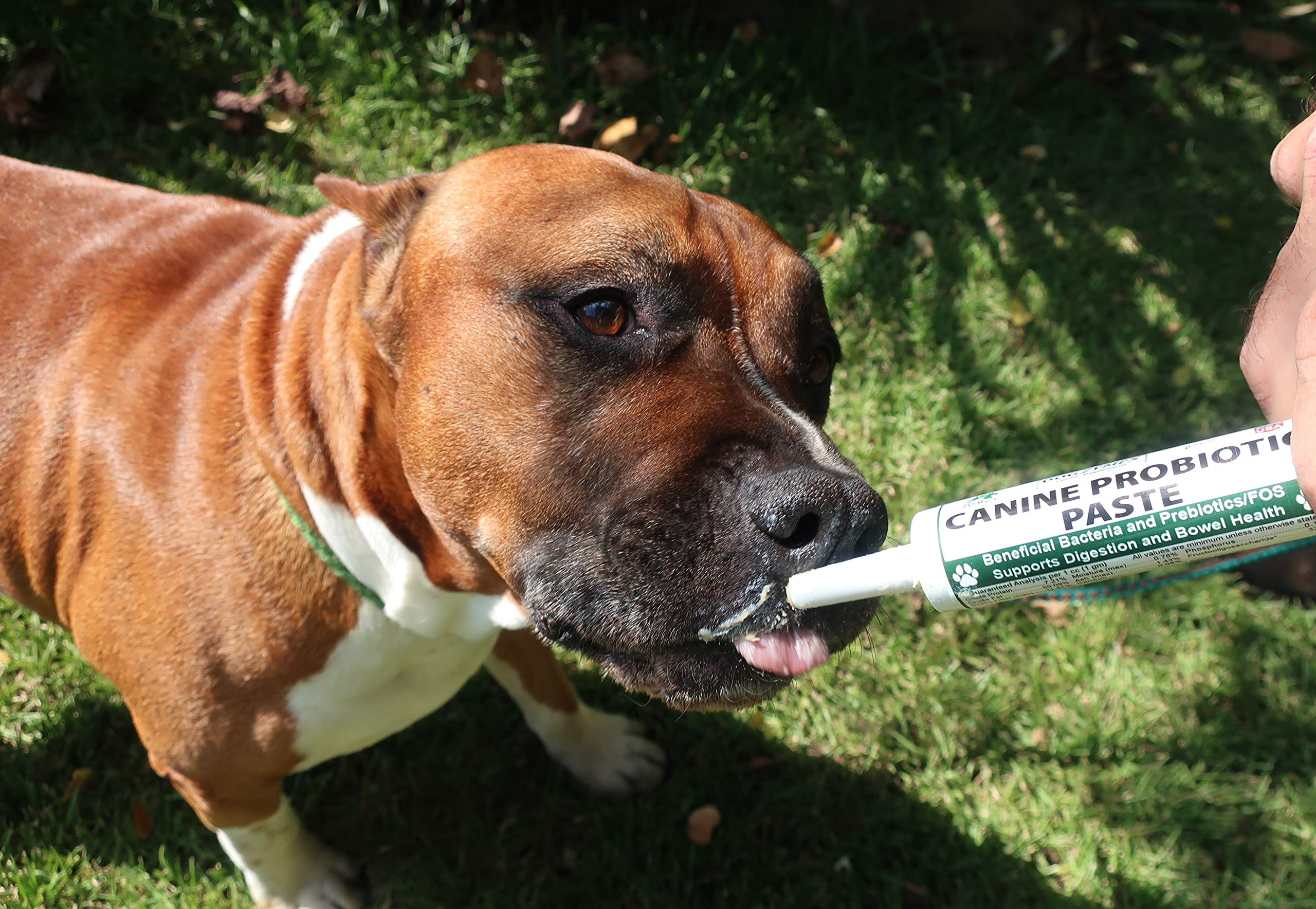 Dogzymes canine probiotic paste serving scoop demonstrates easy dosing for digestion support.