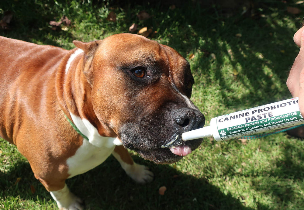 Dogzymes canine probiotic paste serving scoop demonstrates easy dosing for digestion support.