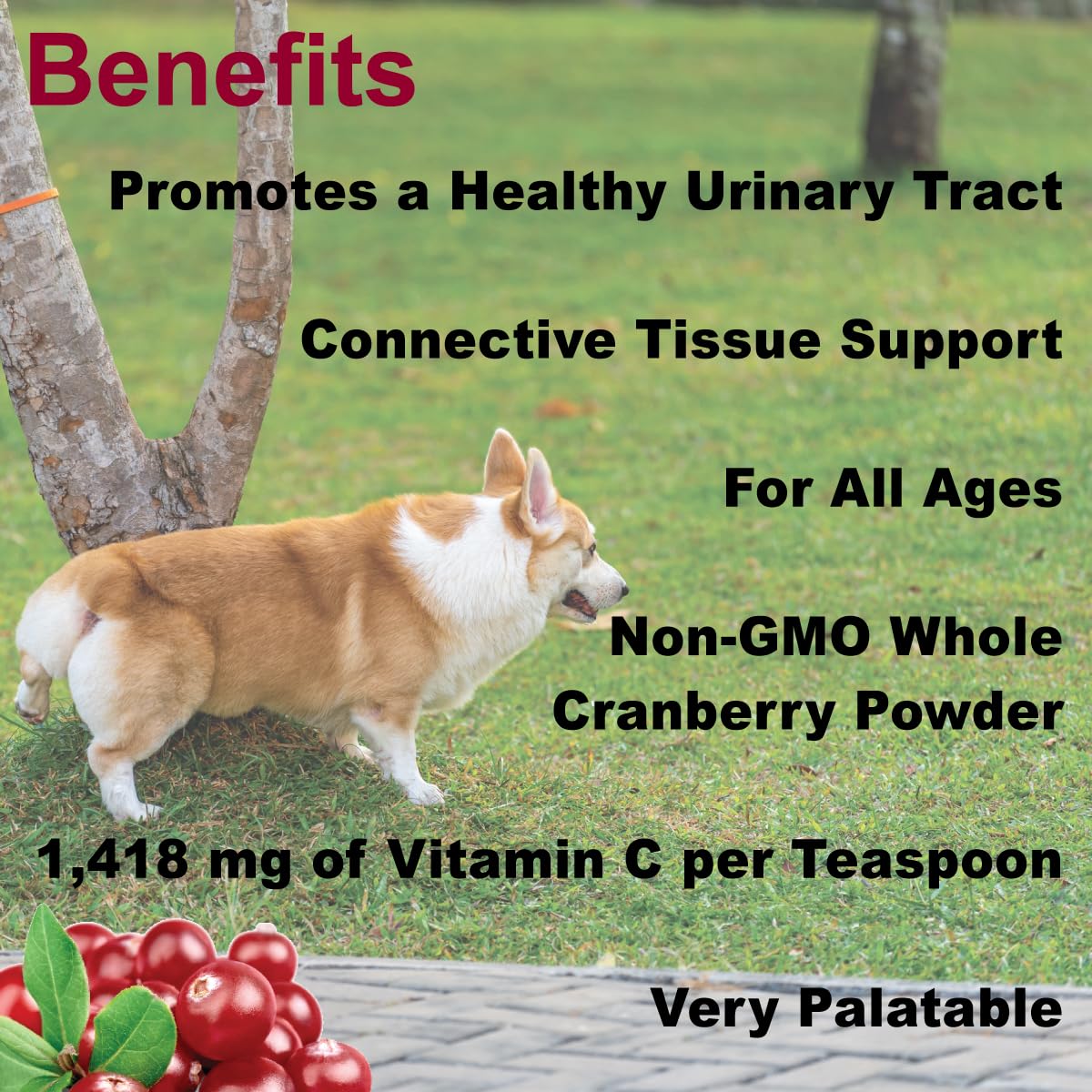 Dogzymes Cran Tri C being mixed into pet food for easy administration