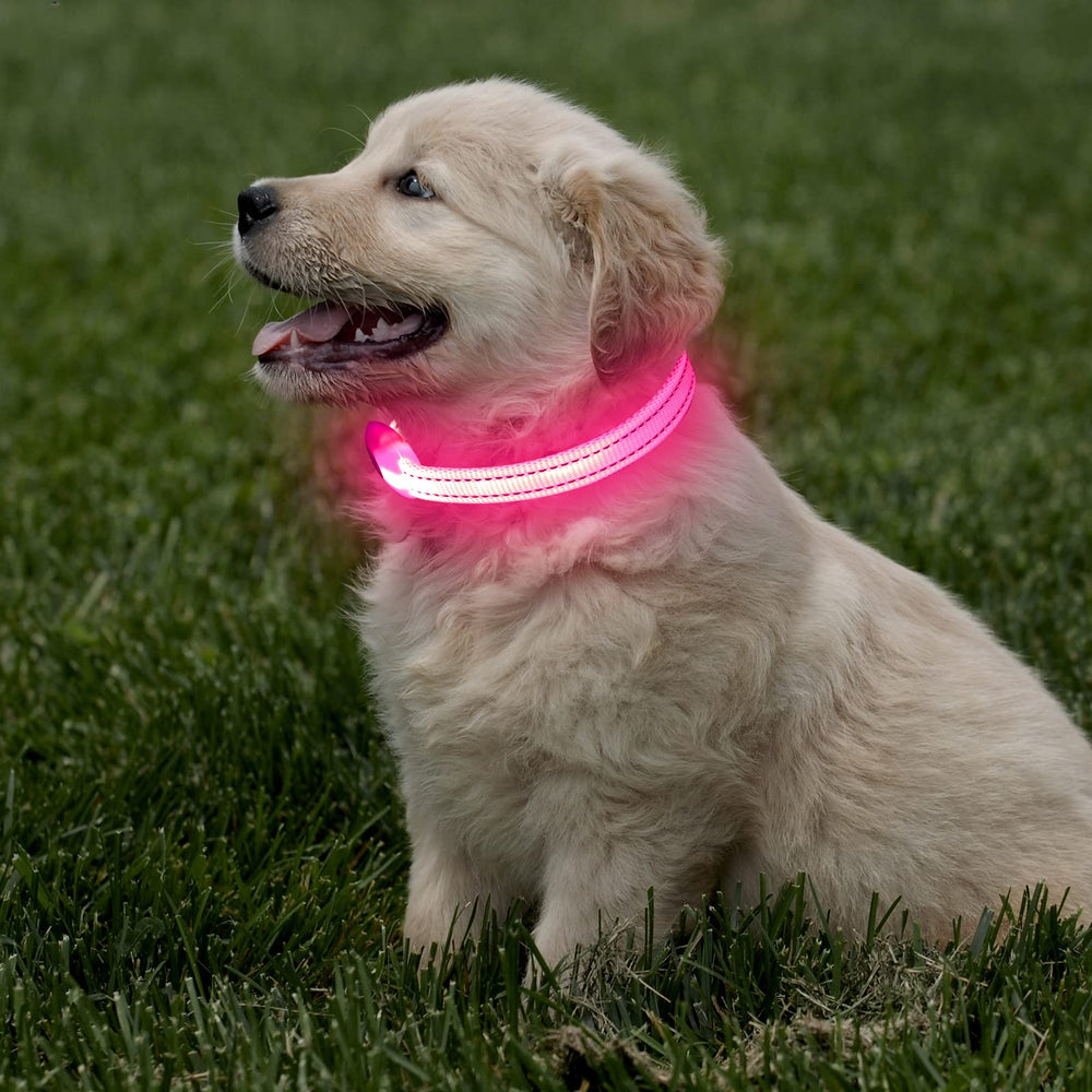 DOMIGLOW model wearing pink collar during dusk urban walk