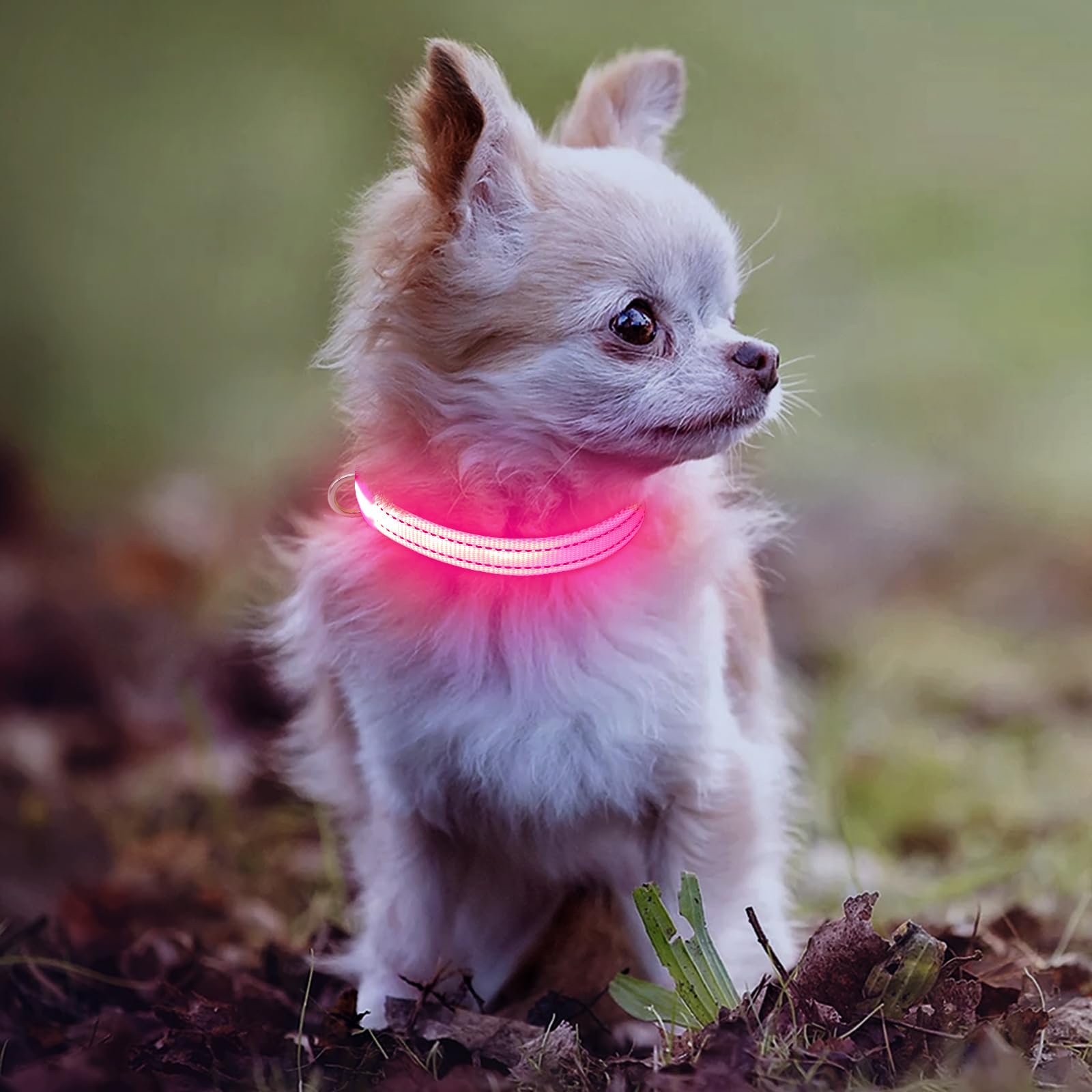 DOMIGLOW night walk scene features pink collar improving pet visibility in low light