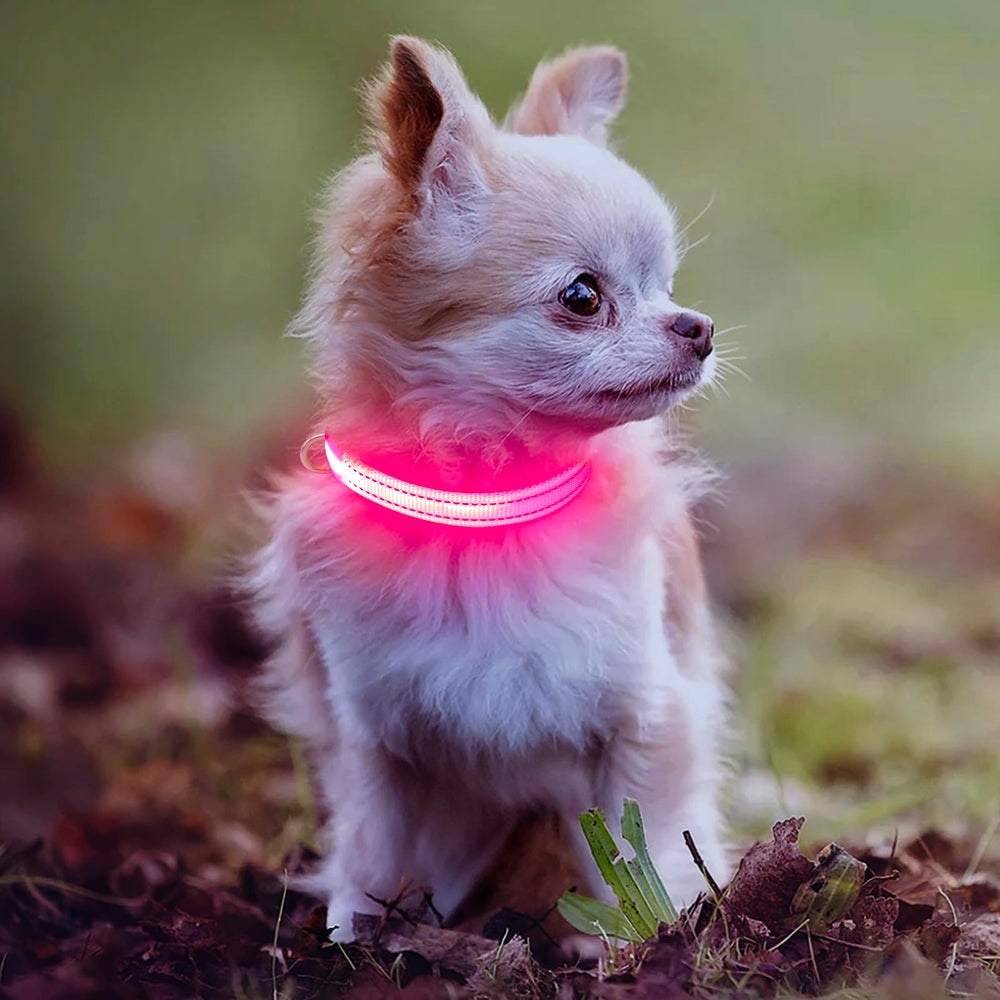 DOMIGLOW night walk scene features pink collar improving pet visibility in low light