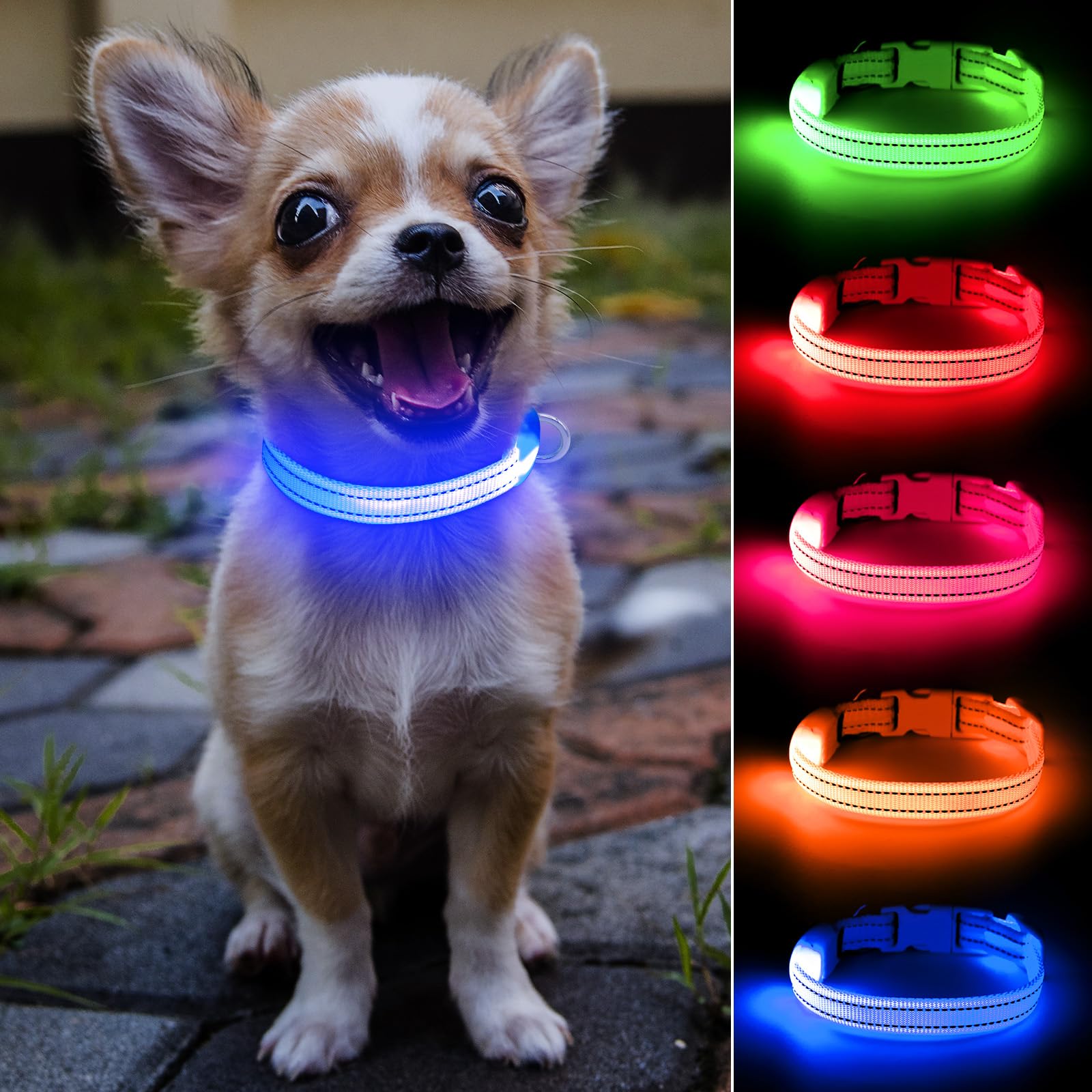 DOMIGLOW light up dog collar on-dog-neck shows royal-blue glow for night visibility.