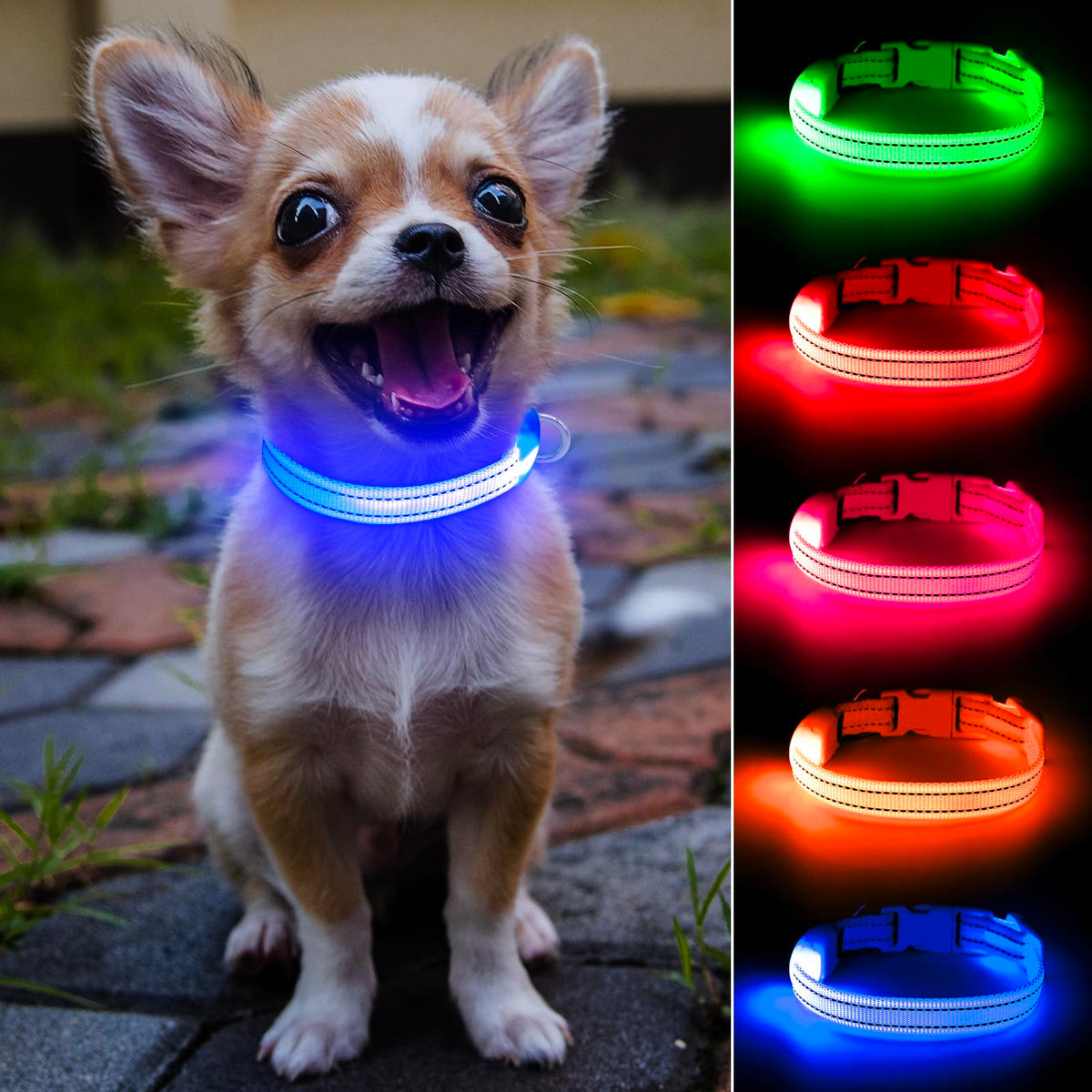 DOMIGLOW light up dog collar on-dog-neck shows royal-blue glow for night visibility.