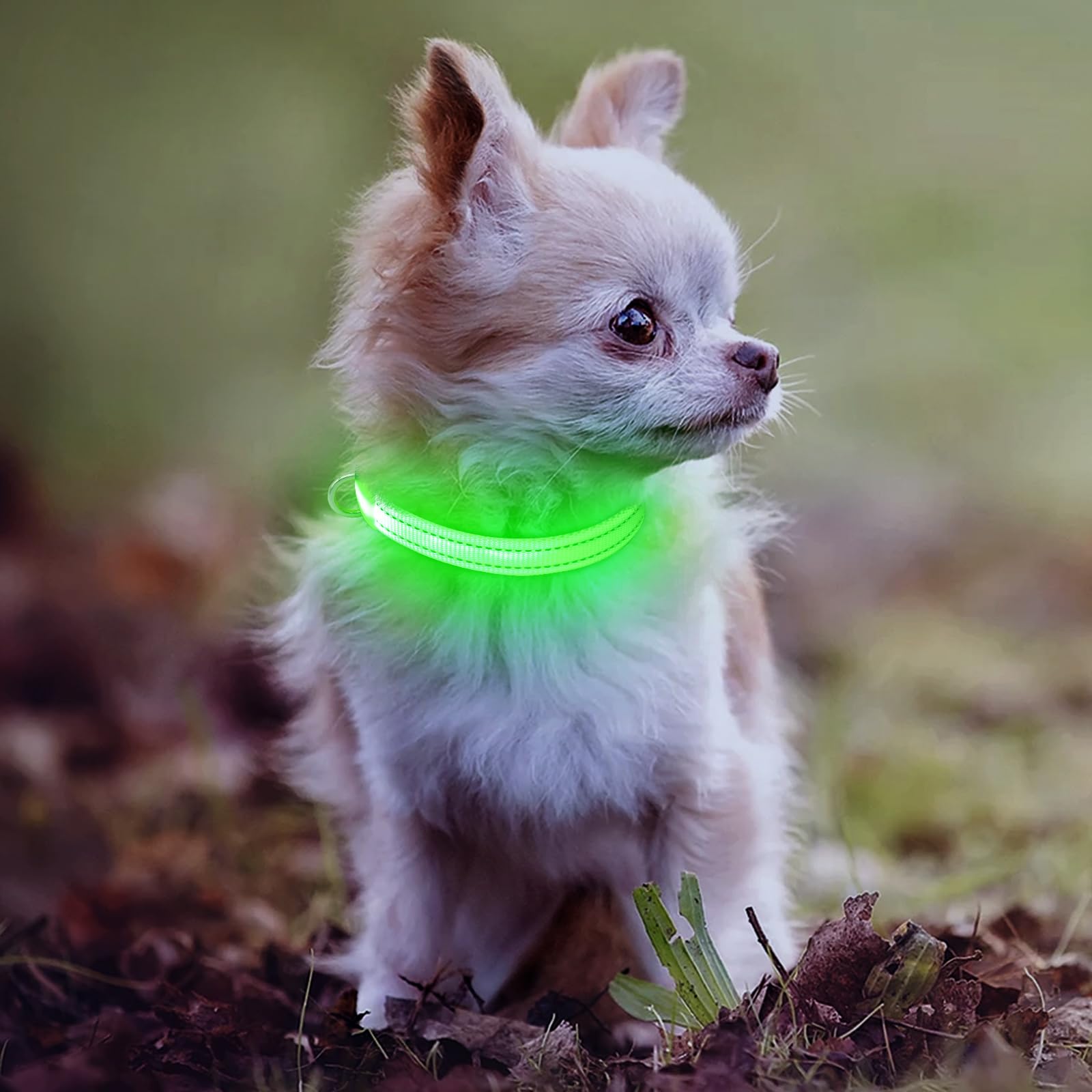 DOMIGLOW night-walk demo illustrating quick flash mode to help spot the pet