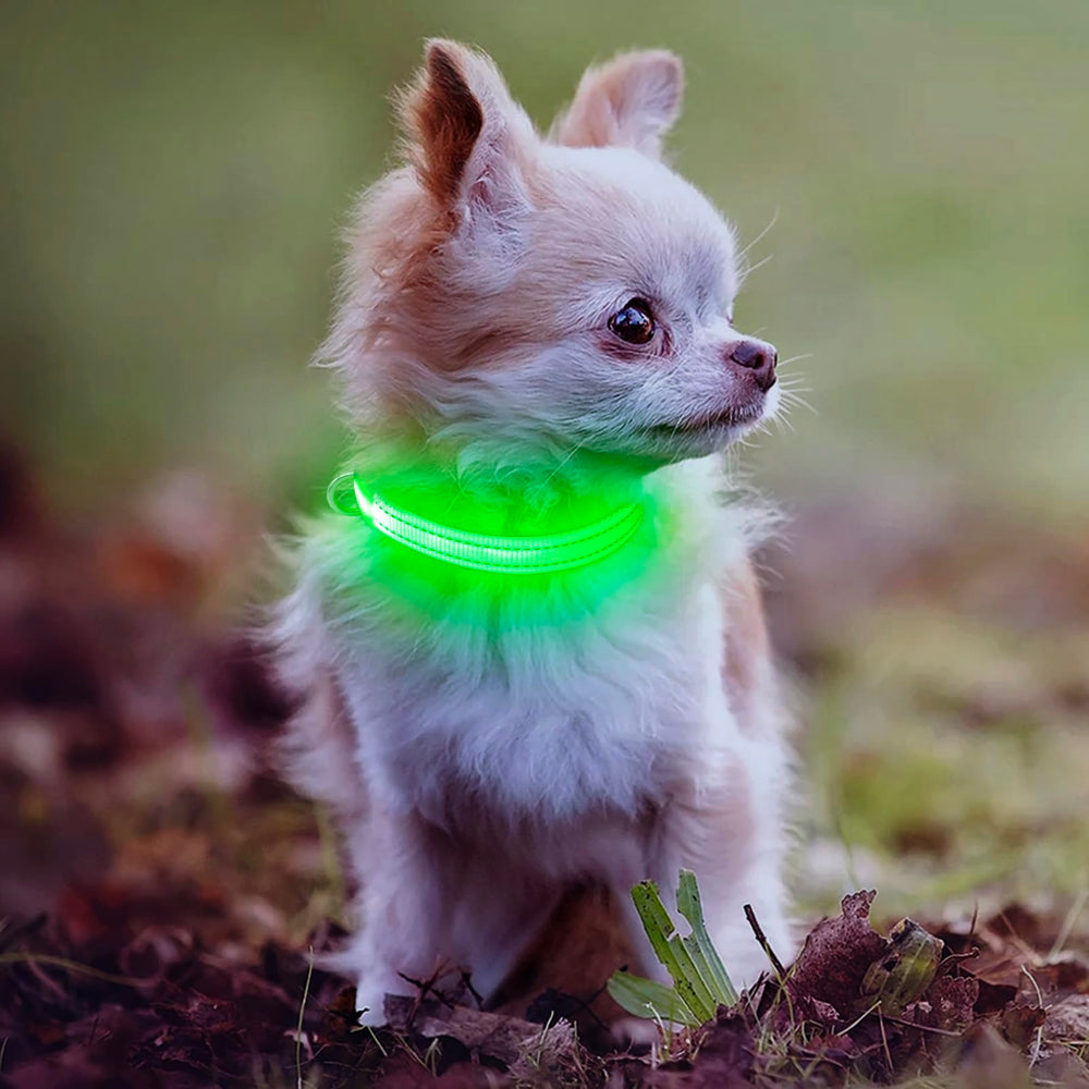 DOMIGLOW night-walk demo illustrating quick flash mode to help spot the pet