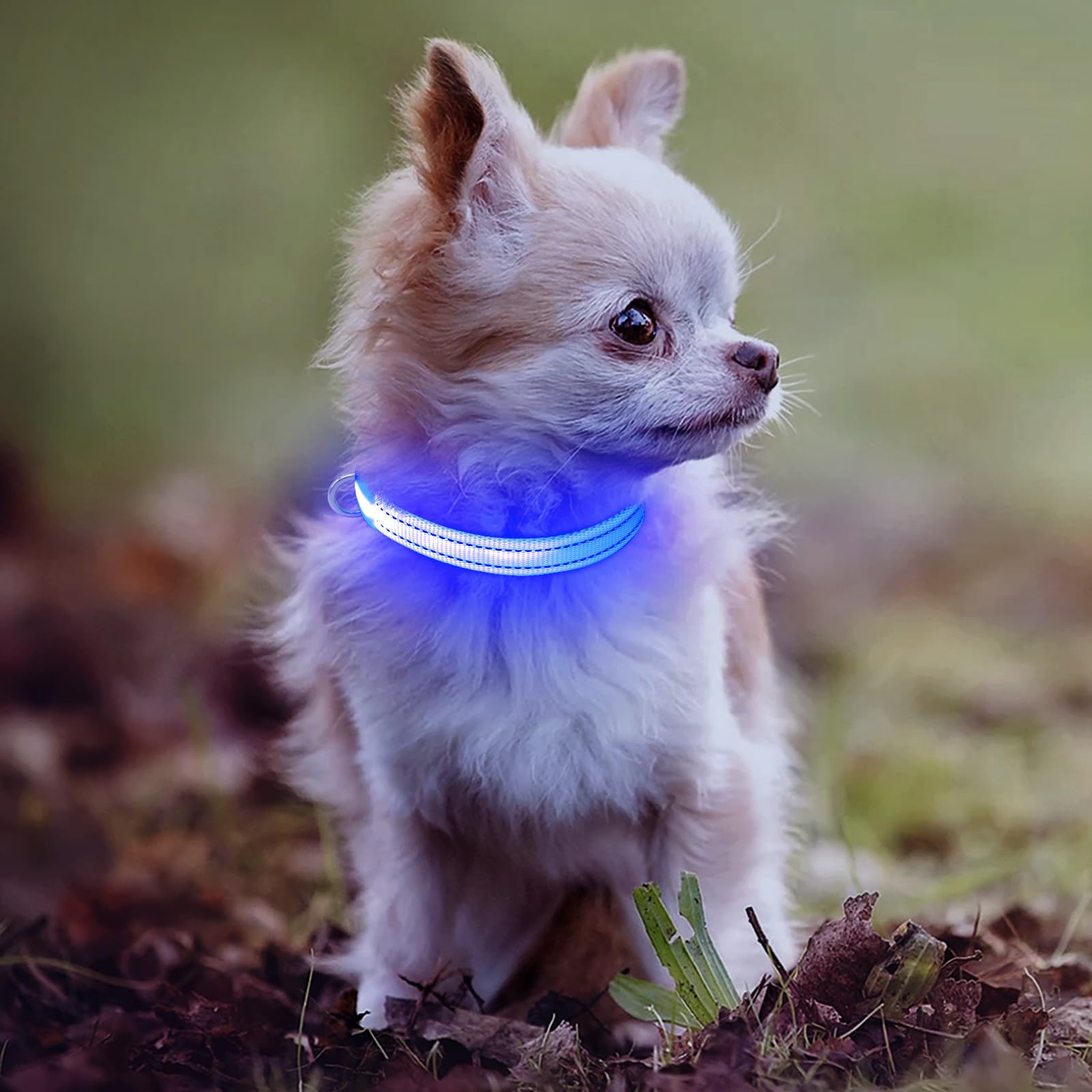 DOMIGLOW royal-blue glow in darkness supports safe, evening outings.