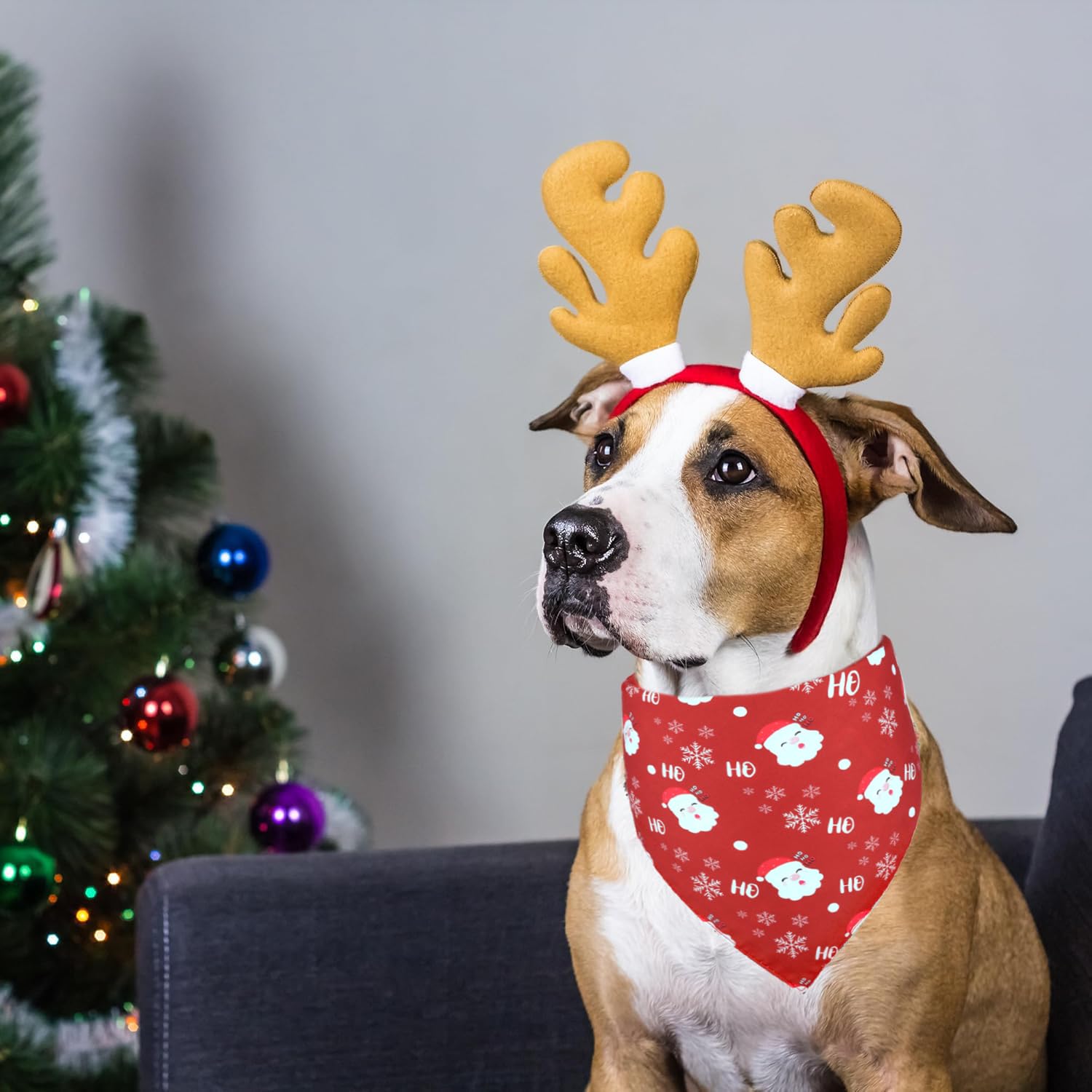 Doncida gift-ready bandana set for dog lovers and gifting