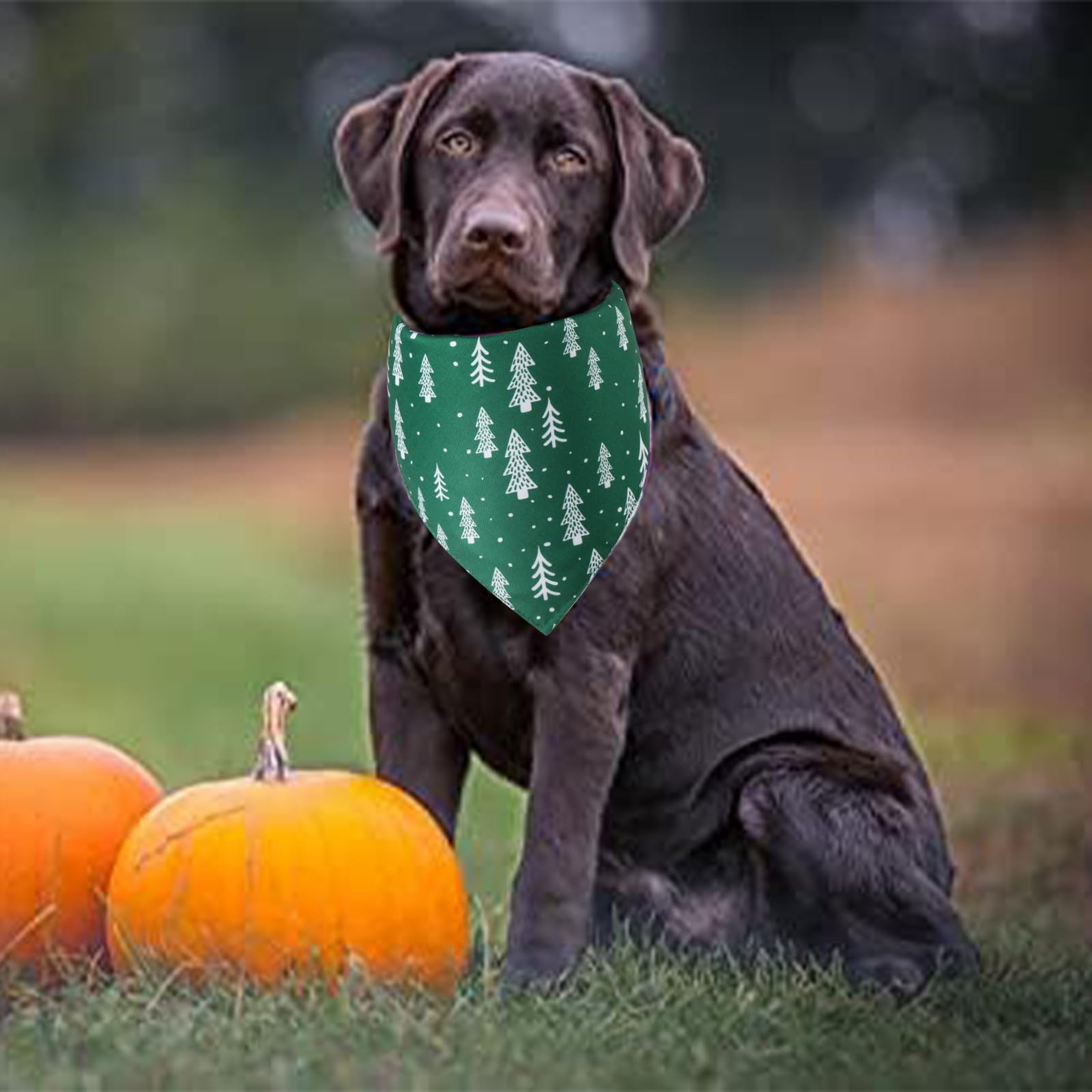 Doncida gift-ready packaging makes a perfect stocking stuffer for dog lovers.