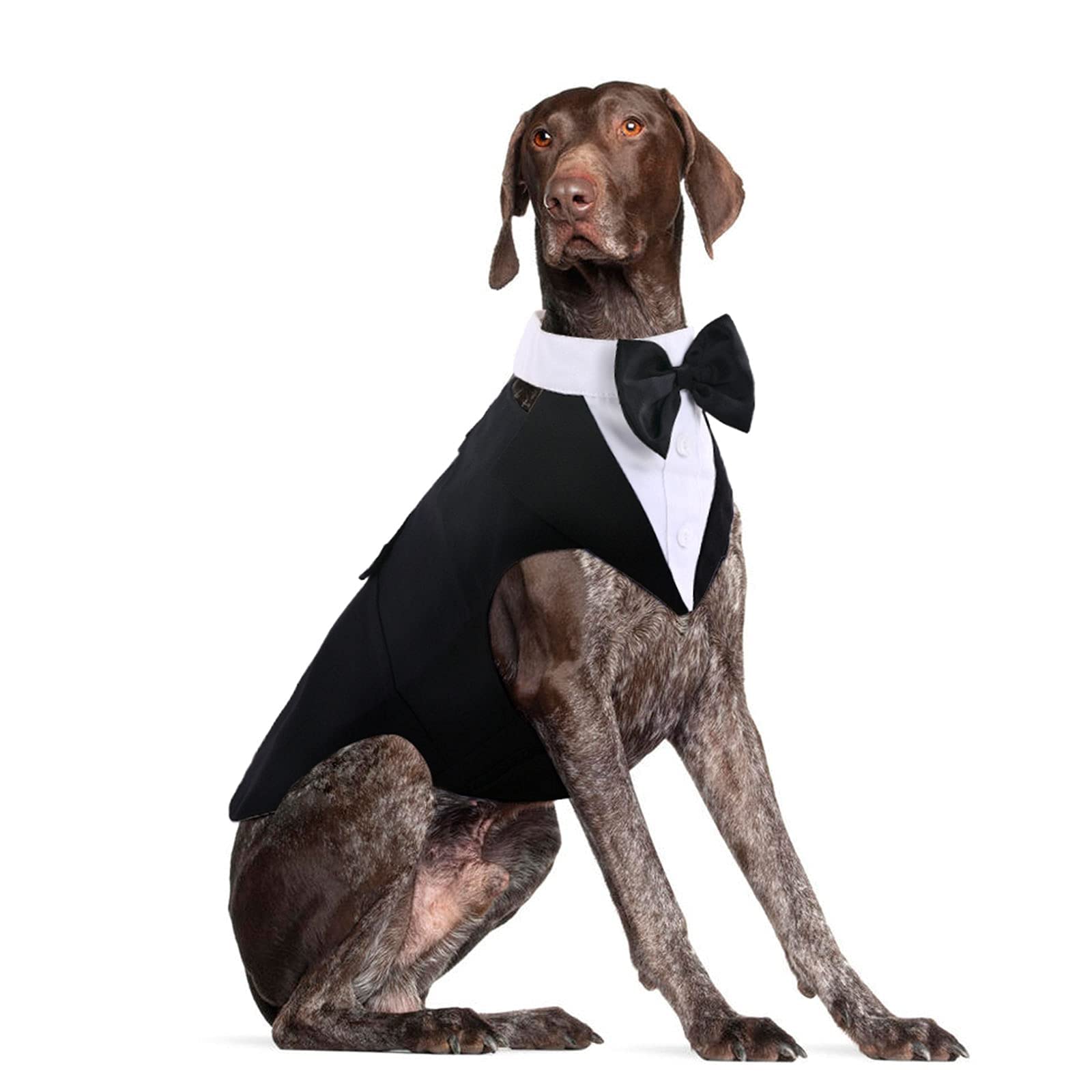 DORA BRIDAL dog tuxedo front view on XL Lab, wedding-ready formal style