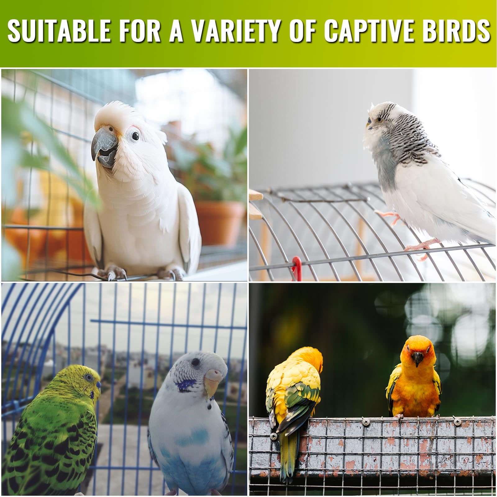 DoRight UVB 5.0 bird-light-behavior-regulation may prompt natural foraging.