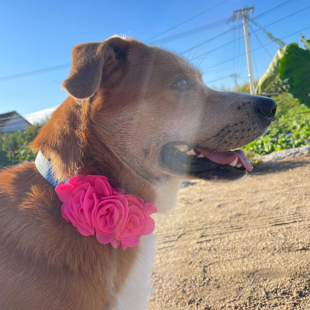 DORUI lightweight-chiffon design indicates comfortable wear for pets across sizes.