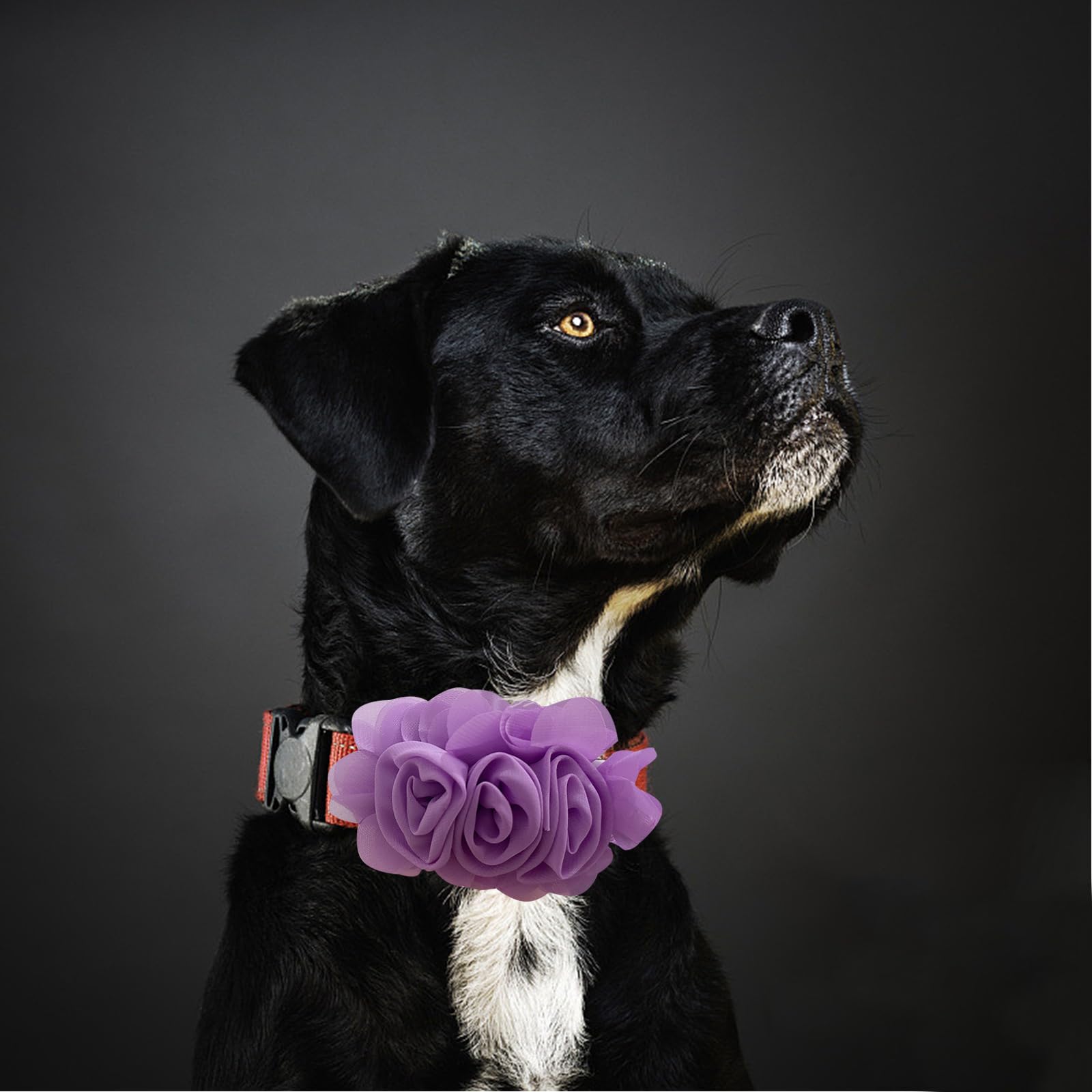 DORUI wedding-party-use image conveys festive look for pet occasions.