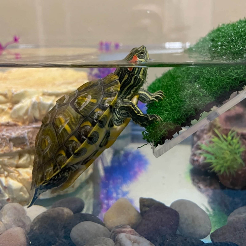 DoubleWood lawn turtle basking platform durable PP material ensures water-safe long-lasting performance.