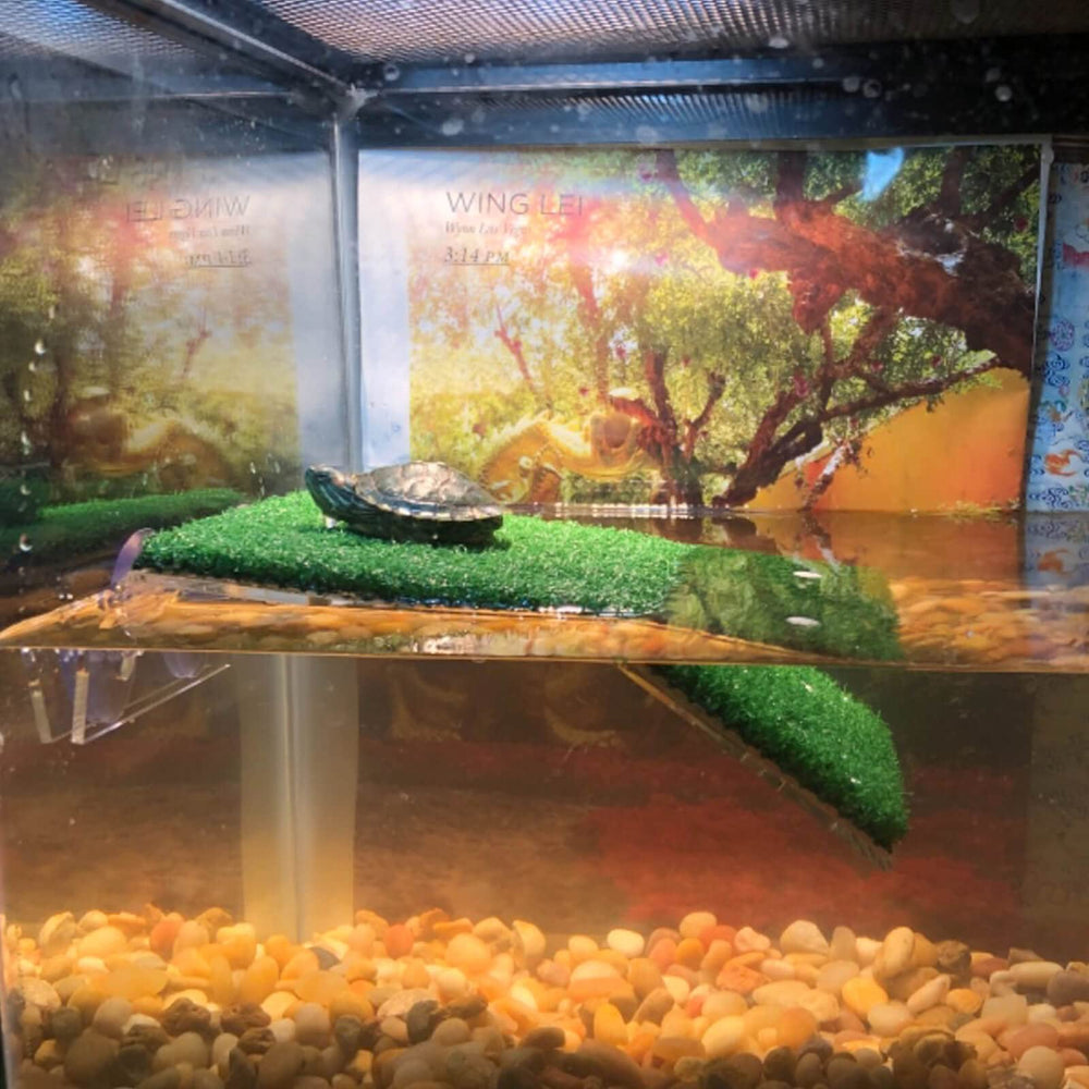 DoubleWood lawn turtle basking platform in-tank use demonstrates easy integration into terrariums.