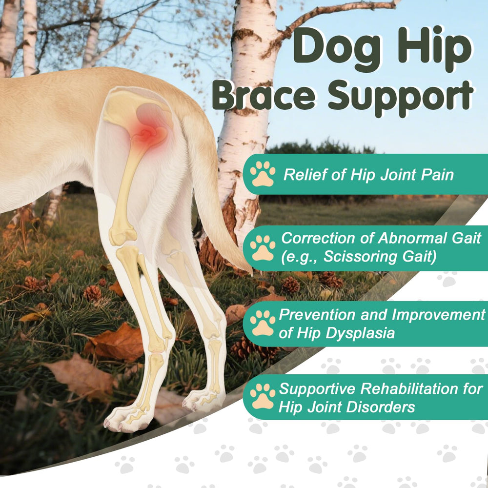 Dovanor Dog Hip Dysplasia Brace guides gait and mobility.