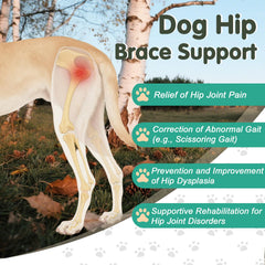 Dovanor dog hip dysplasia brace front-fit demonstrating gait correction and reduced strain