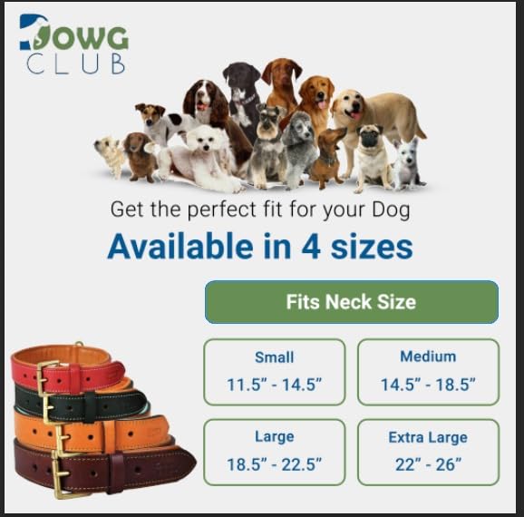 DowgClub green color collar adds earthy style for adventurous dogs