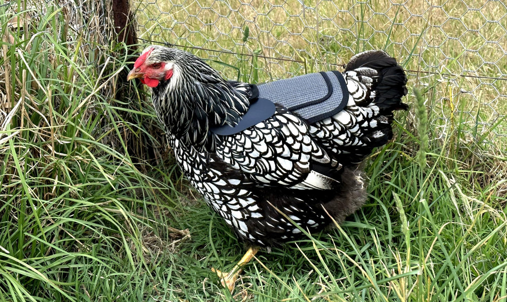 DOWN UNDER OUTDOORS chicken saddle in-use demonstrating protection during mating for hens