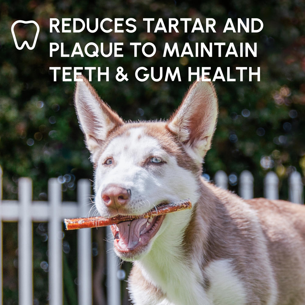Downtown Pet Supply bully sticks 6-inch pack for long-lasting chew sessions.