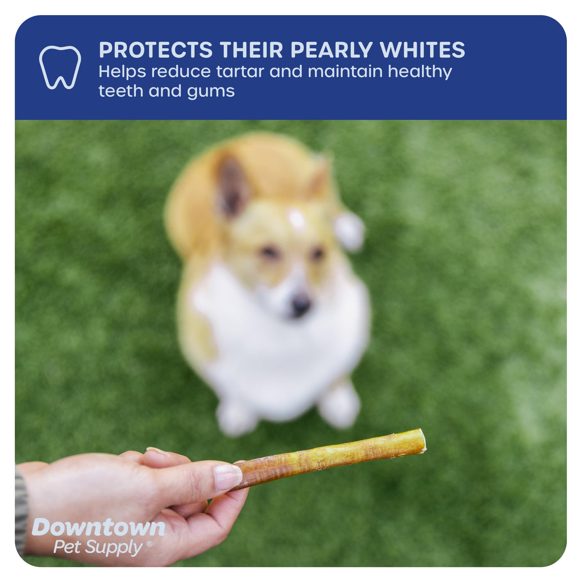 Downtown Pet Supply beef sticks highlight low-odor feature for calm homes.