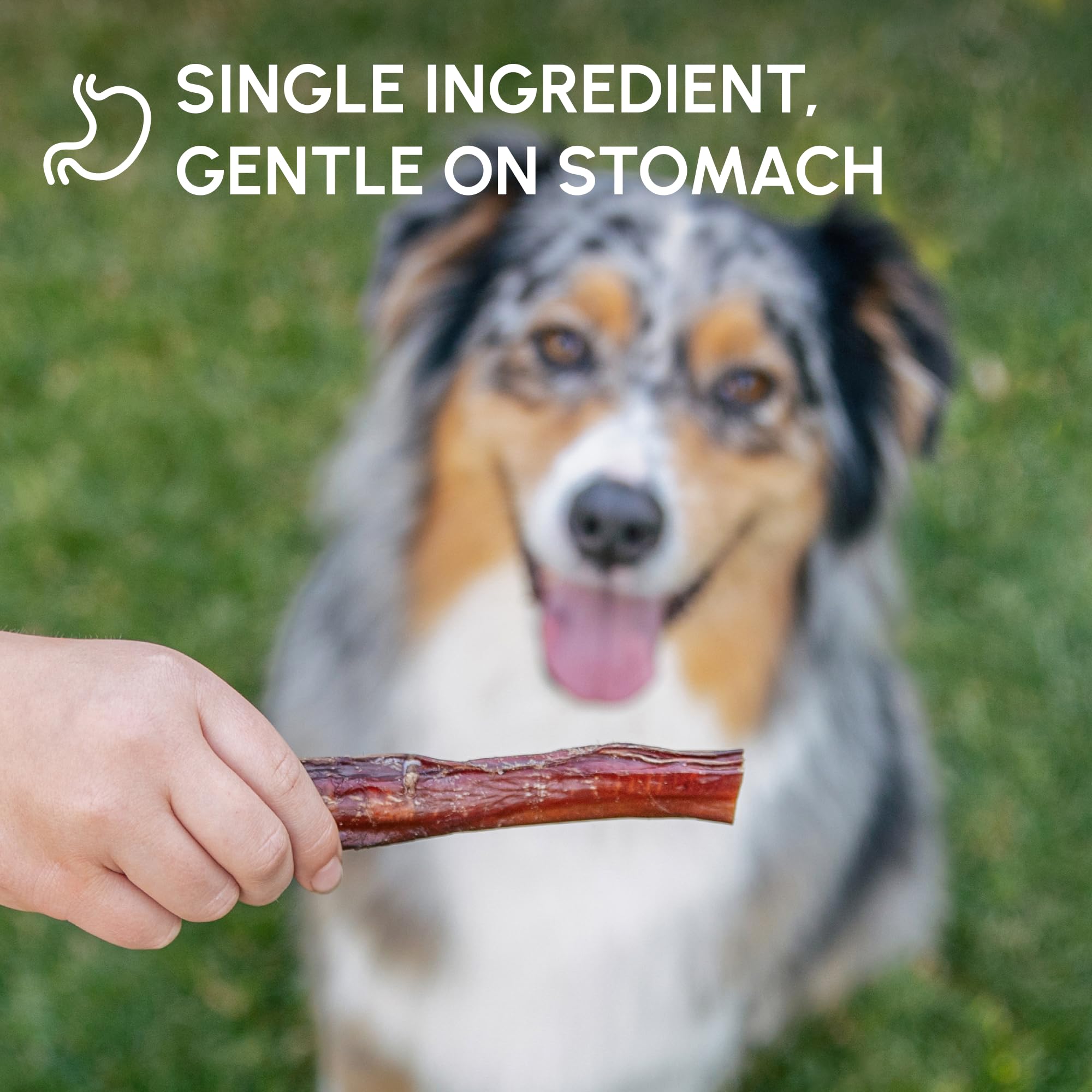 Downtown Pet Supply 6-inch long chew supports dental enjoyment and jaw exercise.