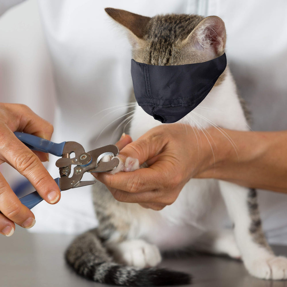Downtown Pet Supply packaging shows durable nylon construction and brand assurance.