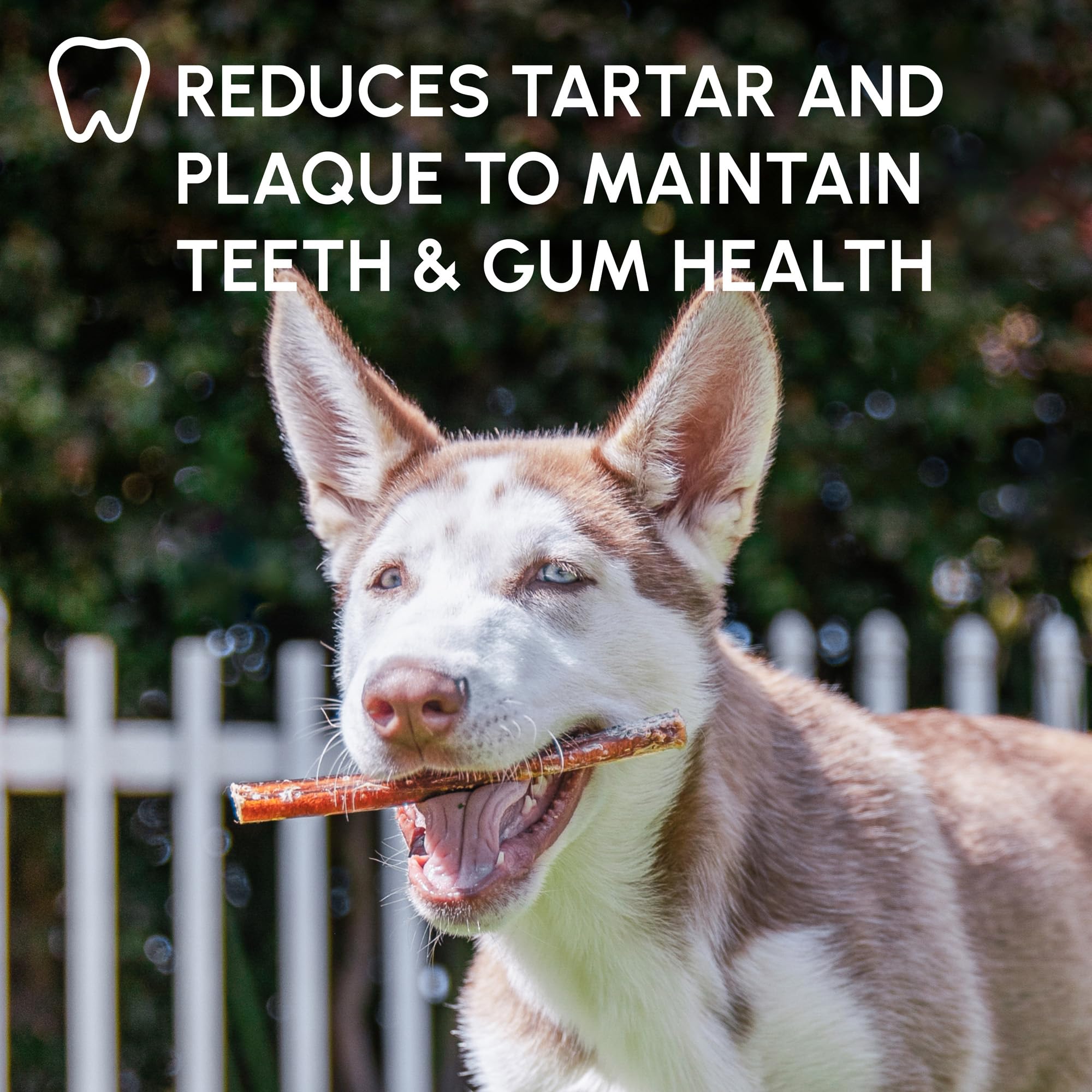 Downtown Pet Supply dog-chewing-durability showcases long-lasting reinforcement for aggressive chewers.