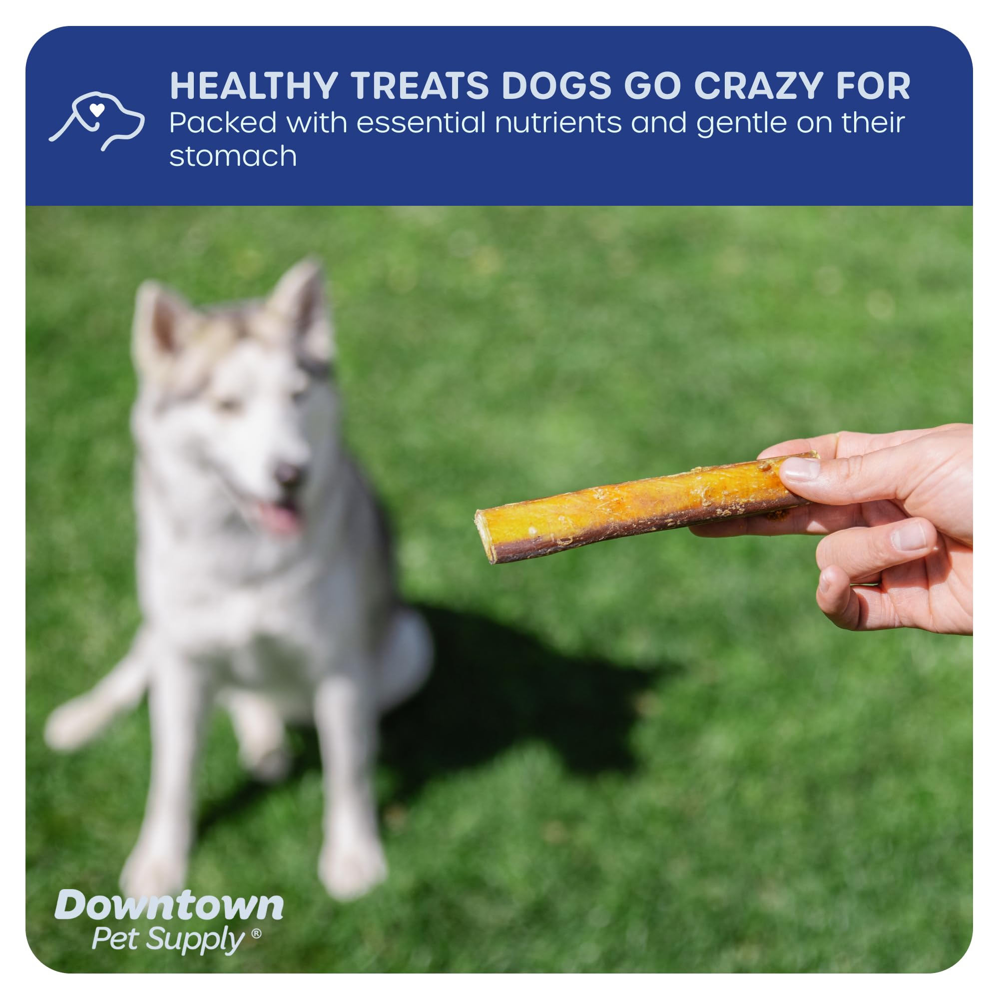Downtown Pet Supply low-odor bully stick for indoor use.