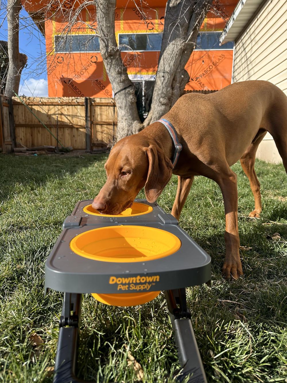 Downtown Pet Supply compatibility with small to large dogs during adventures