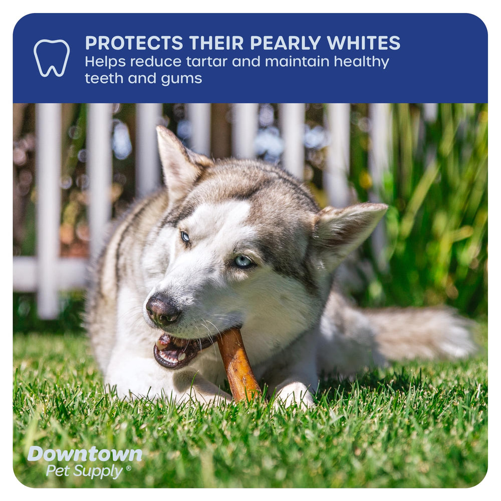 Downtown Pet Supply USA-sourced bully stick, high-quality safety.