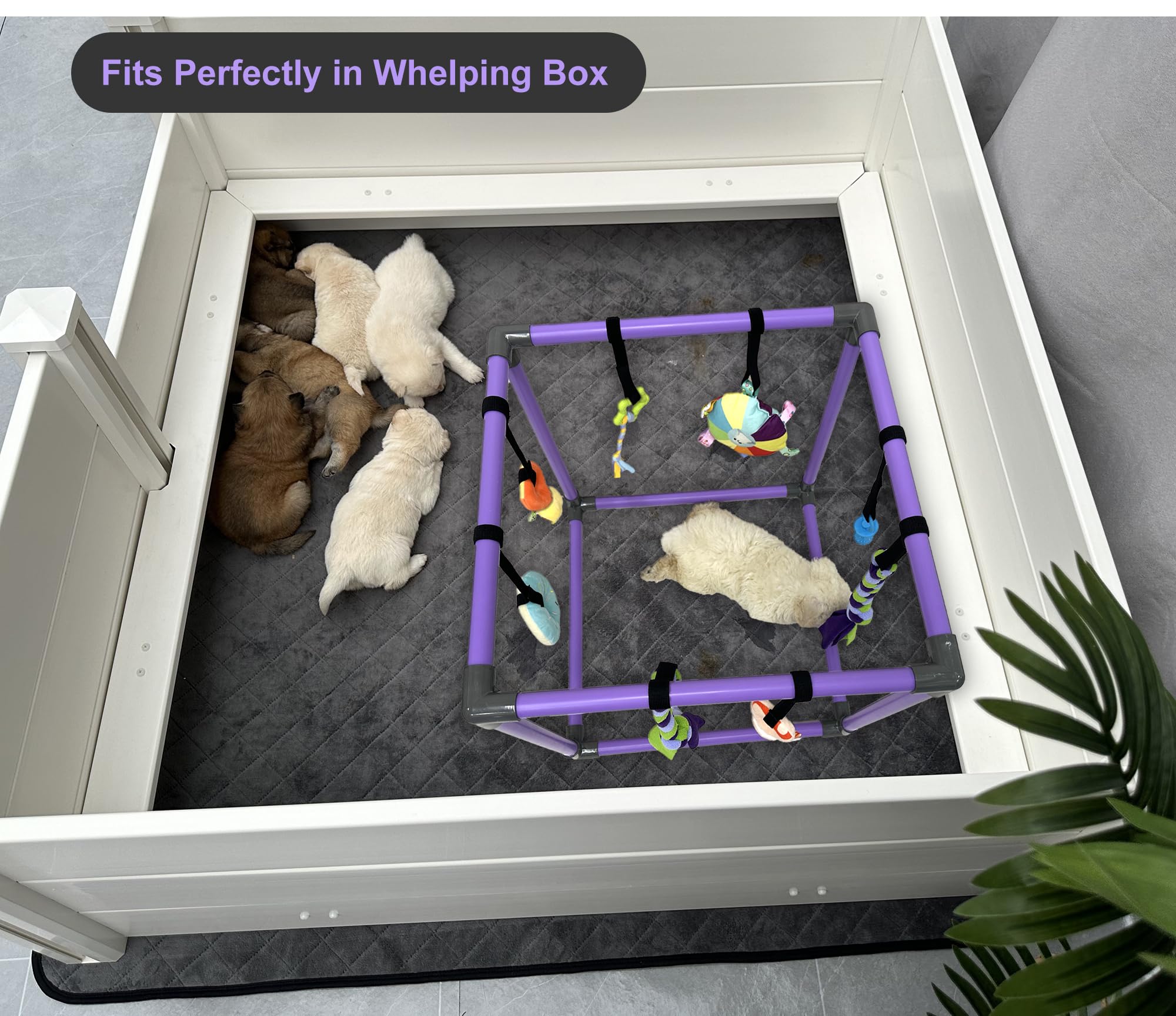 DOZZOPET Puppy Play Gym enrichment supports independent play and focus for puppies.