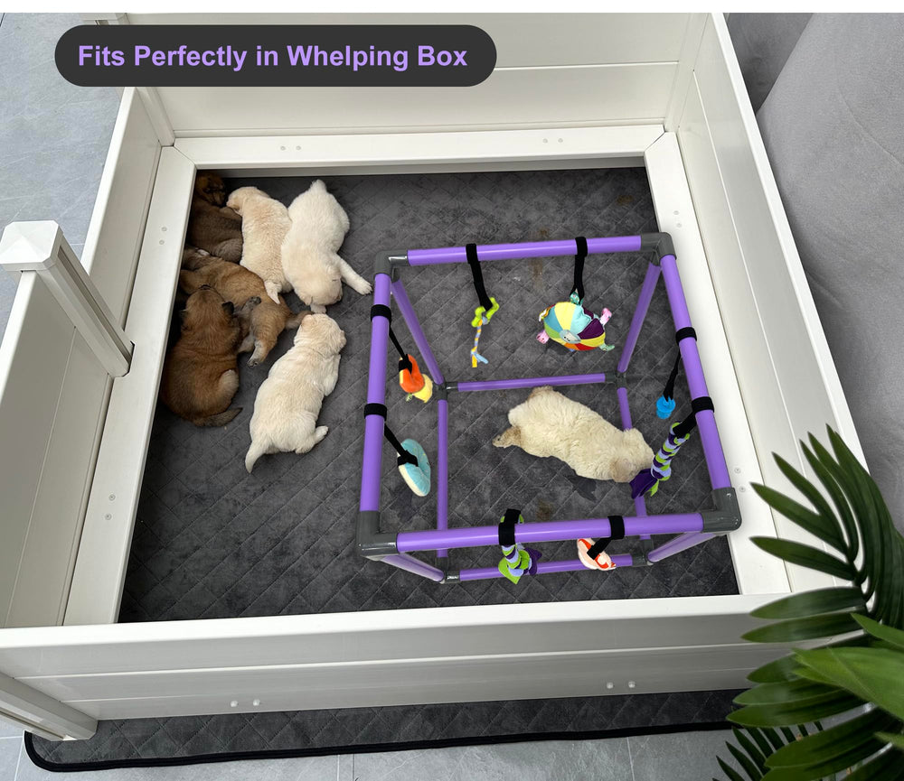 DOZZOPET Puppy Play Gym enrichment supports independent play and focus for puppies.