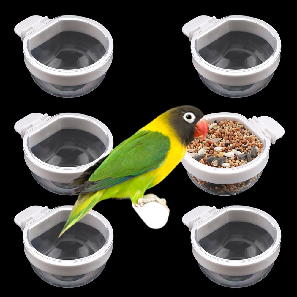 DQITJ 6-pack bird feeder pack for bulk refills and tidy feeding.