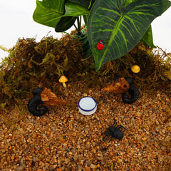 DQITJ non-toxic ceramic dish for tiny reptiles offers easy cleaning and stability