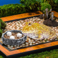 DQITJ reptile calcium stone dissolving in water for convenient feeding.