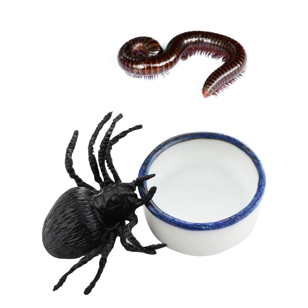 DQITJ stable flat-water dish keeps tiny spiders and tarantulas hydrated safely