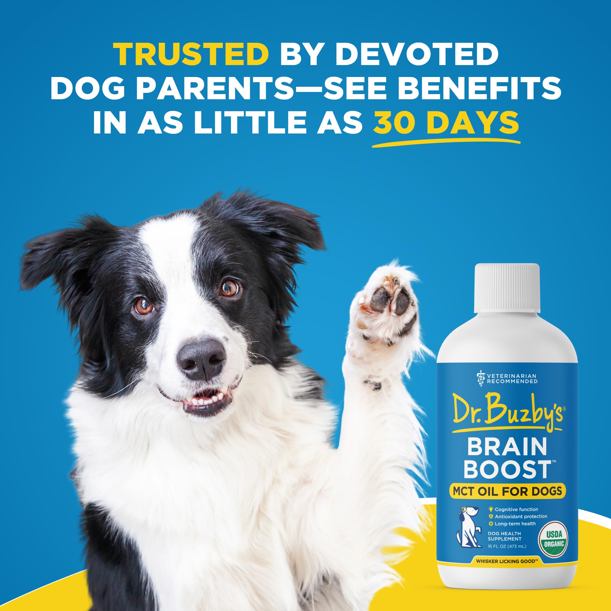 Senior dog benefiting from Brain Boost cognitive support