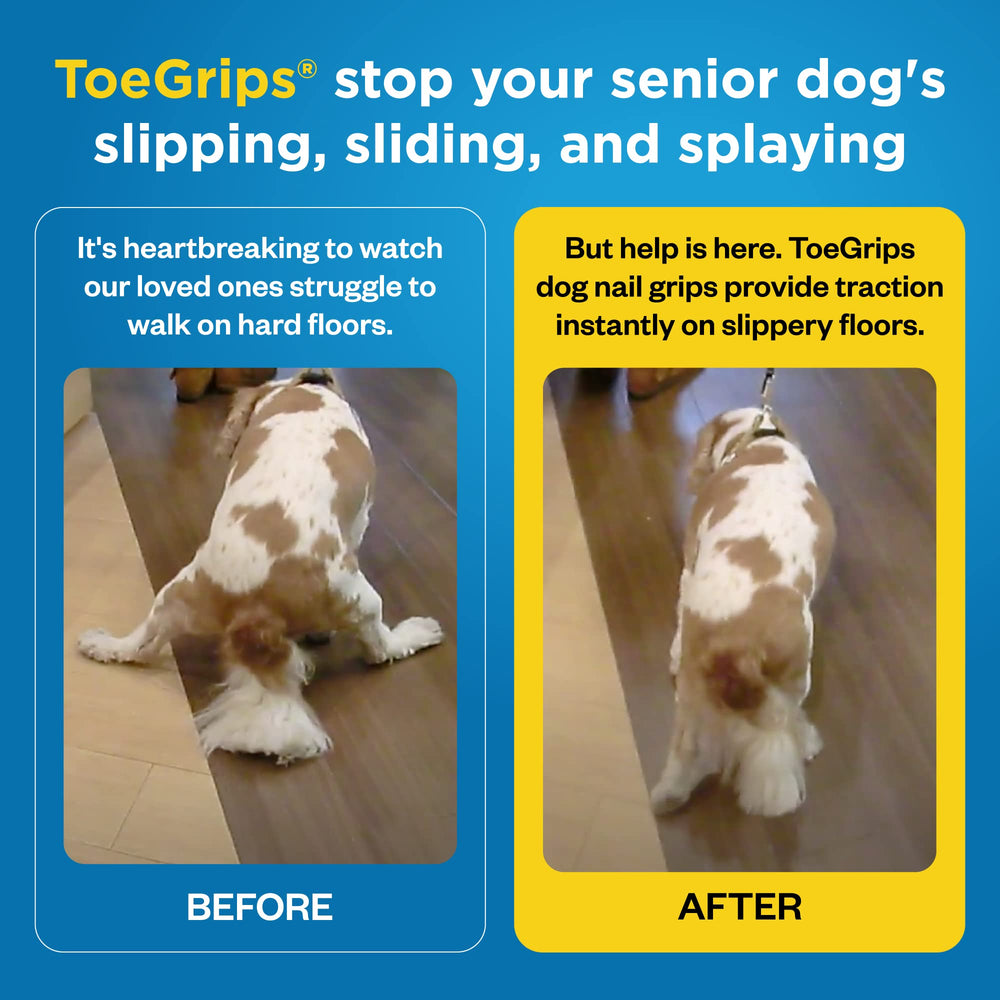 Dr Buzby's ToeGrips on floor illustrate stability for a senior dog